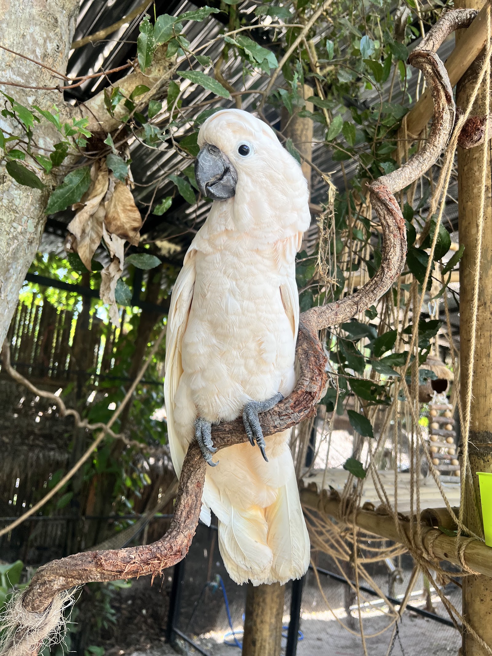 Samui exotic park