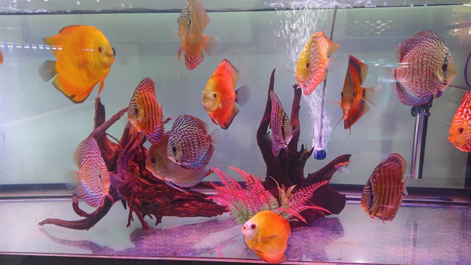Samui Fish House