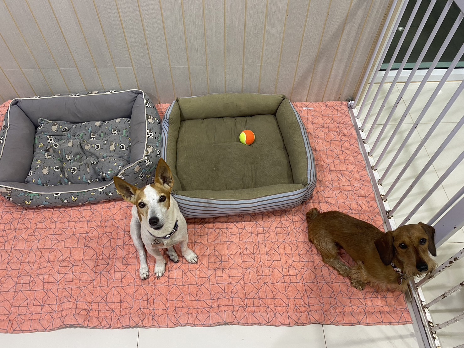 Surat Dog Home