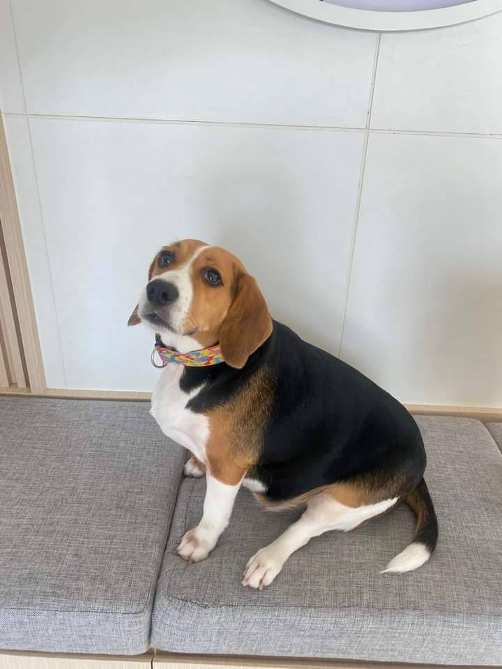 Surat Dog Home