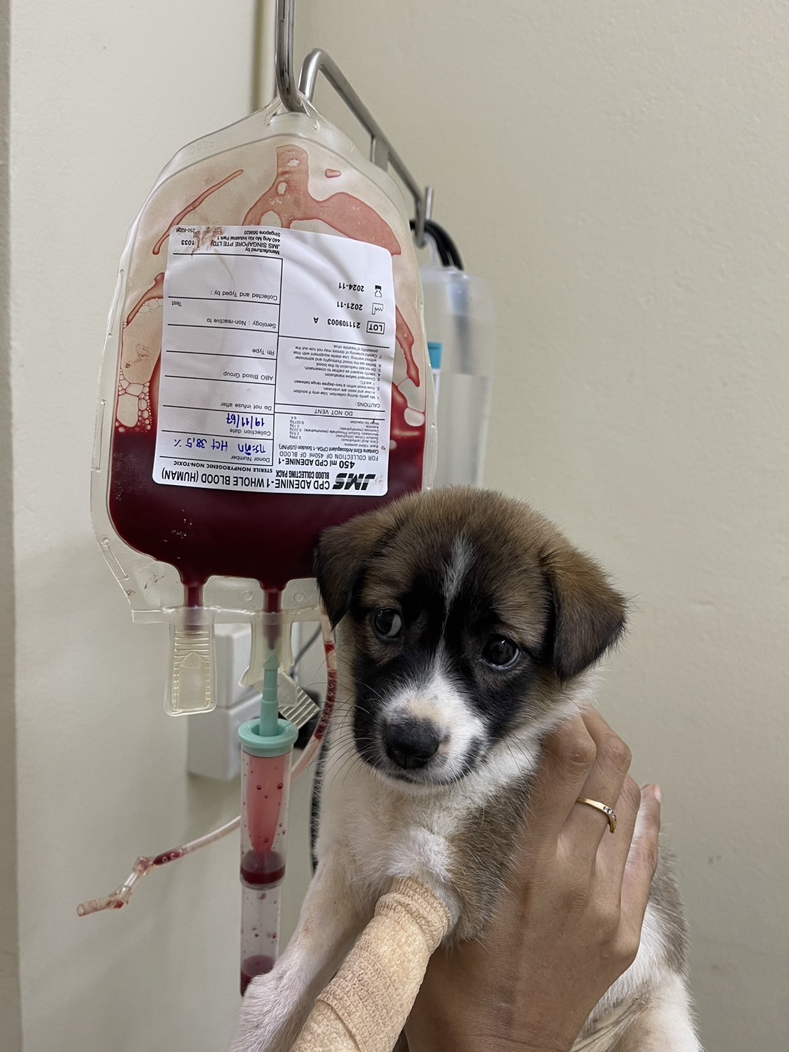 Tha Thong Mai Clinic Treats Animals