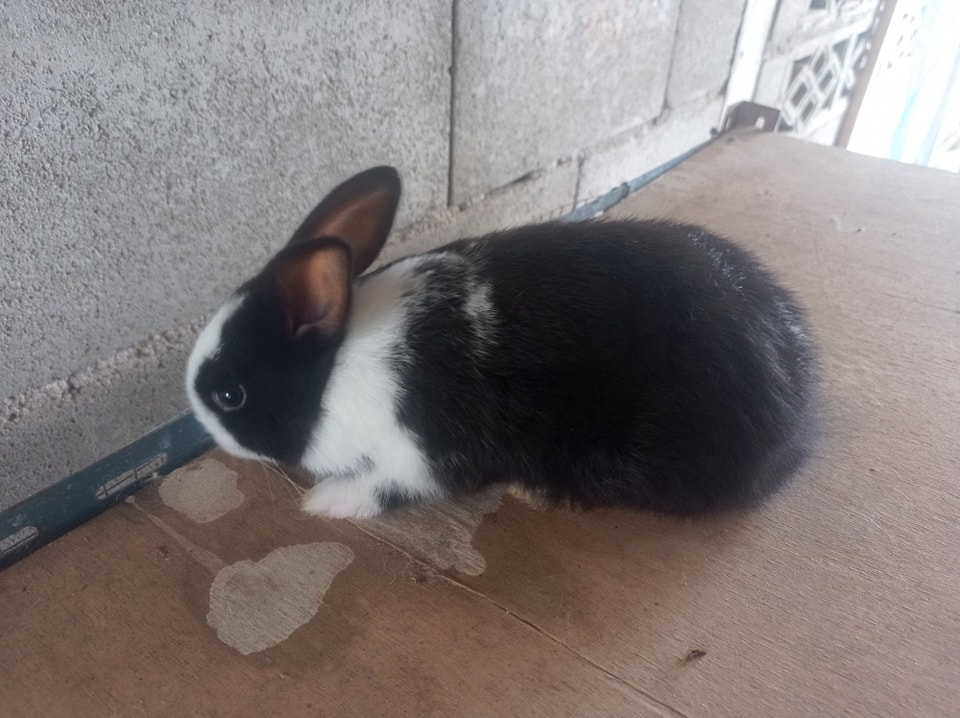 Thai Rabbit Farm Surat Thani