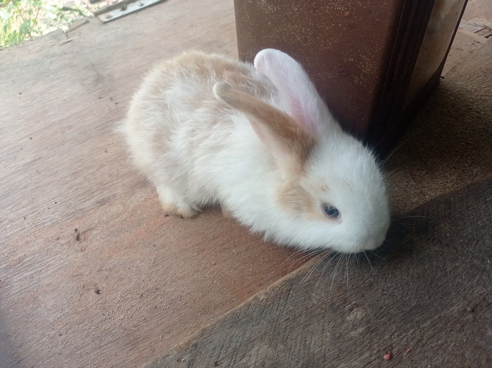 Thai Rabbit Farm Surat Thani