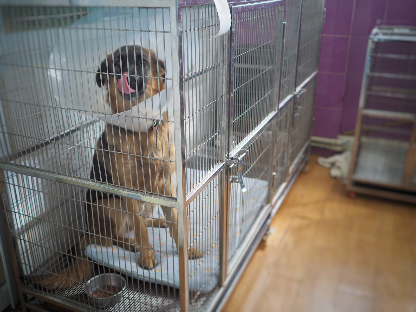 AEC Pet hospital Udonthani
