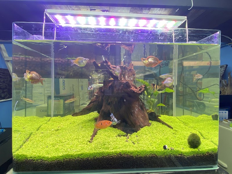 UD Pet Shop